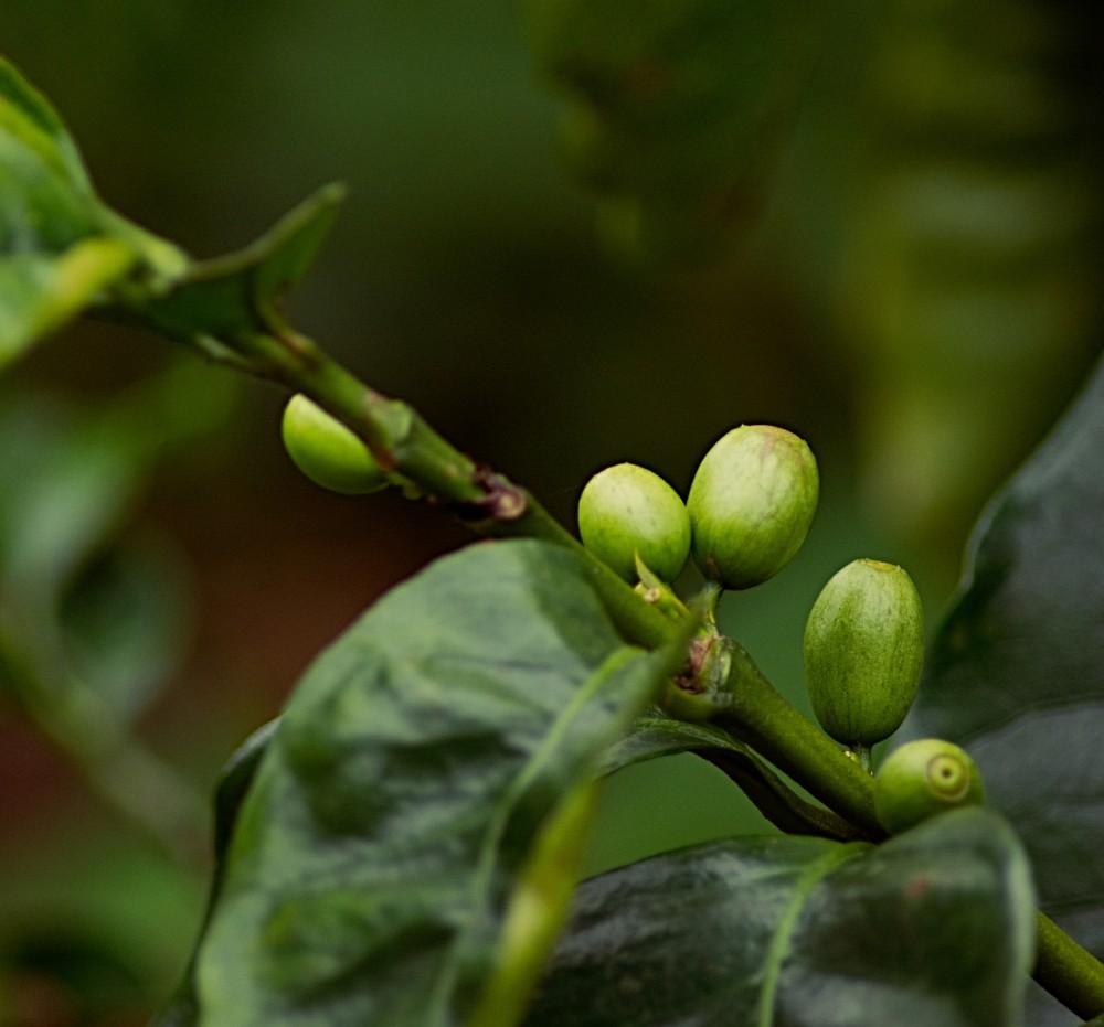 Drzewo kawowe jest tropikalnym wiecznie zielonym krzewem, a klimat i warunki odgrywają tutaj kluczową rolę w hodowli ziaren kawowych