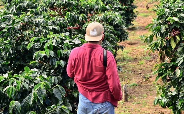 Plantacja kawy w Hondurasie