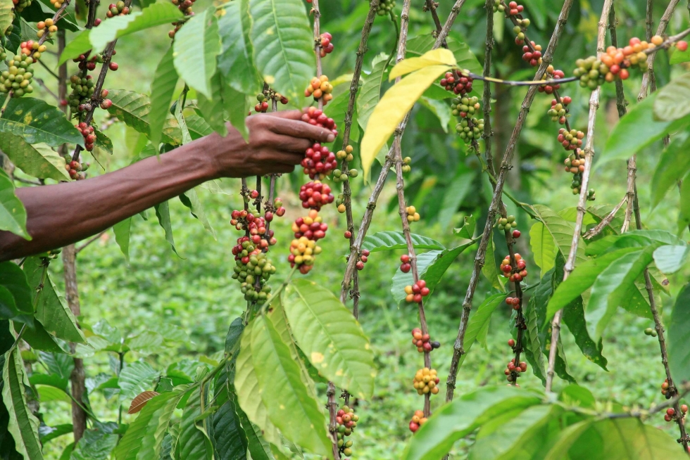 Zbieracz zrywający owoce kawy